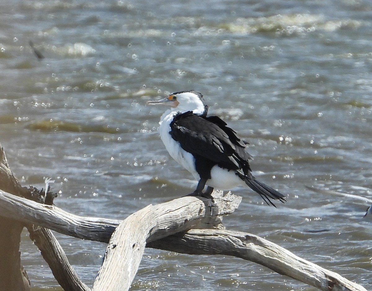 Pied Cormorant - ML643268060