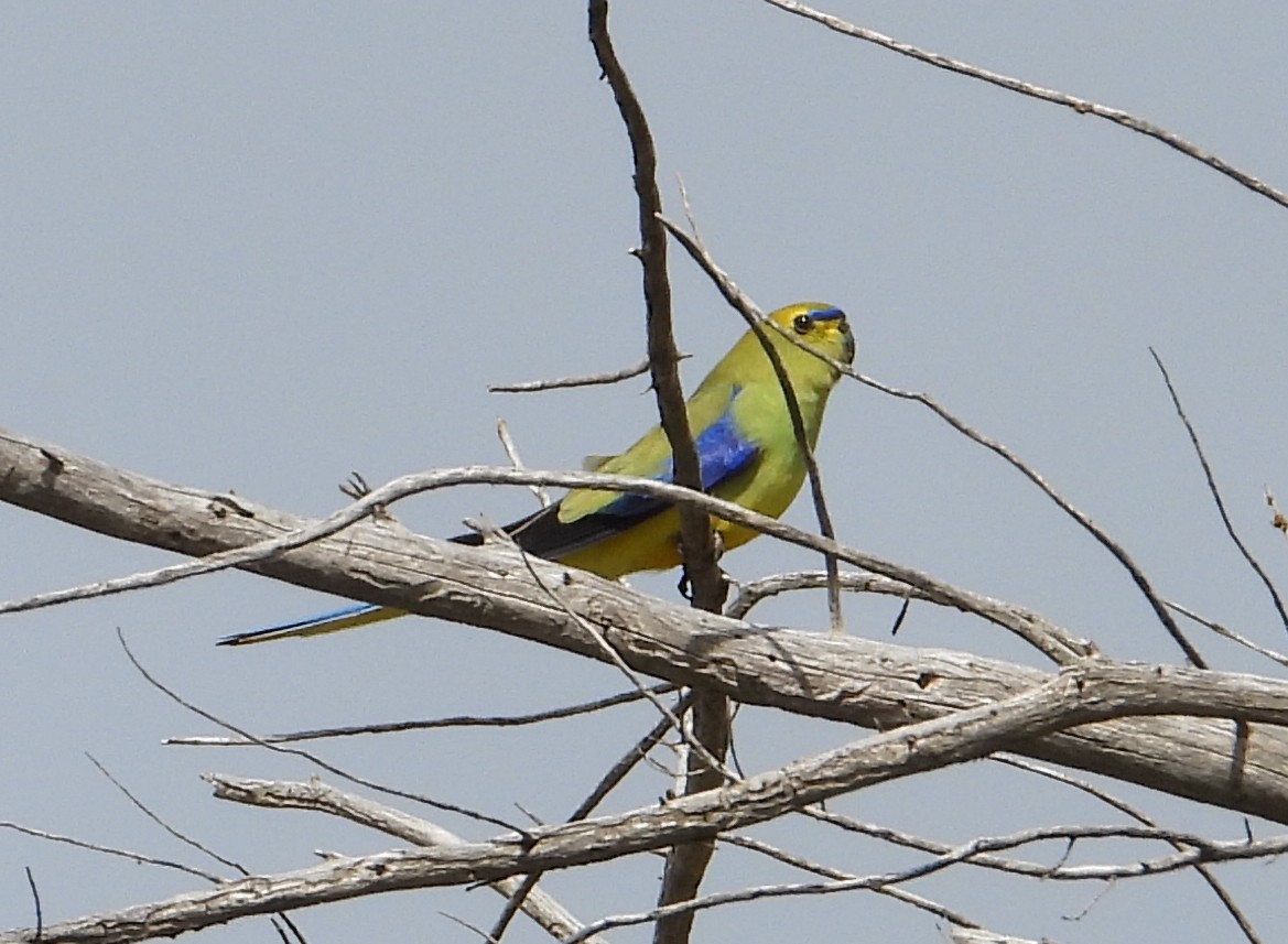 Blue-winged Parrot - ML643268062
