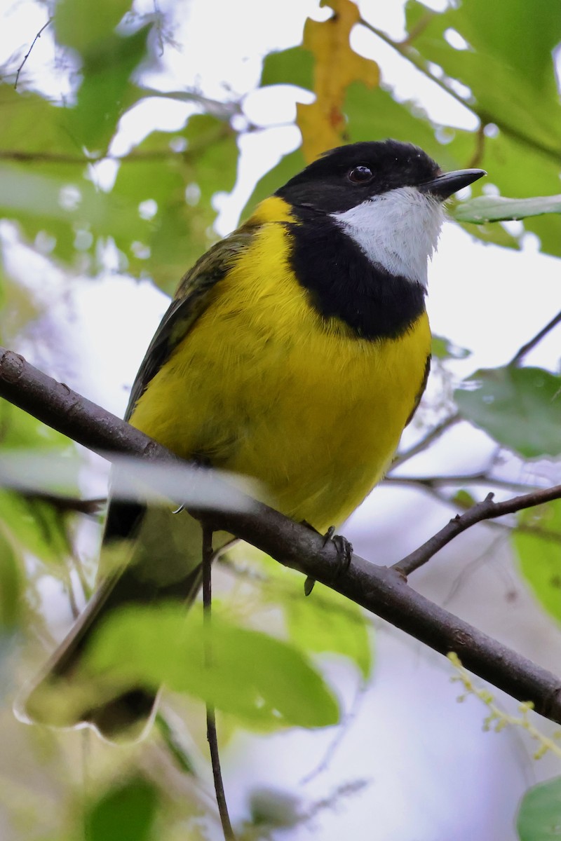 Golden Whistler (Western) - ML643268063