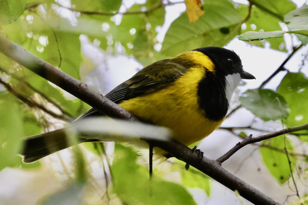 Golden Whistler (Western) - ML643268064