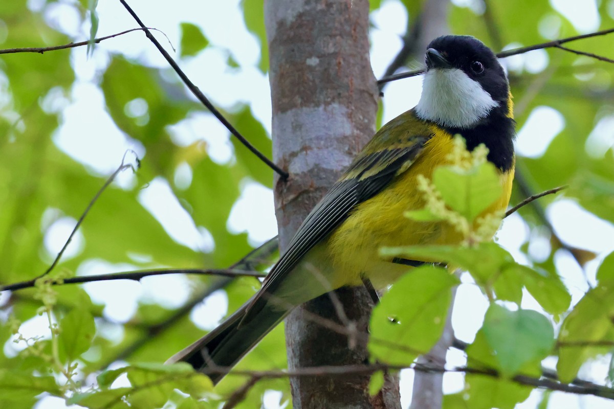 Golden Whistler (Western) - ML643268065