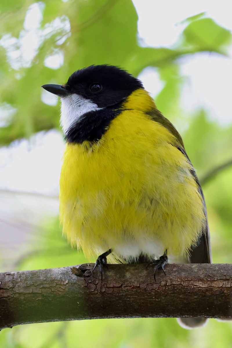 Golden Whistler (Western) - ML643268066