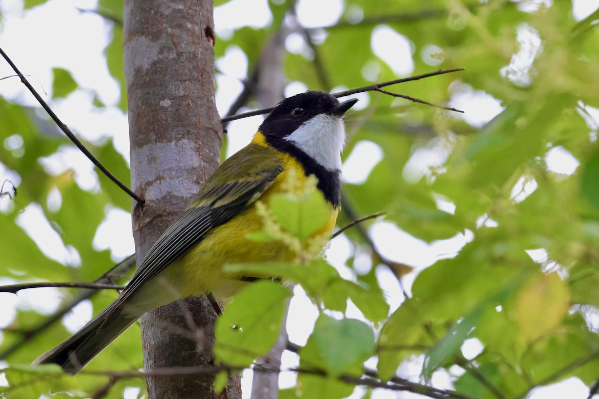 Golden Whistler (Western) - ML643268067