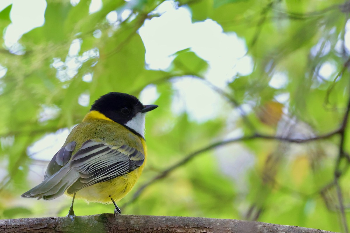 Golden Whistler (Western) - ML643268069