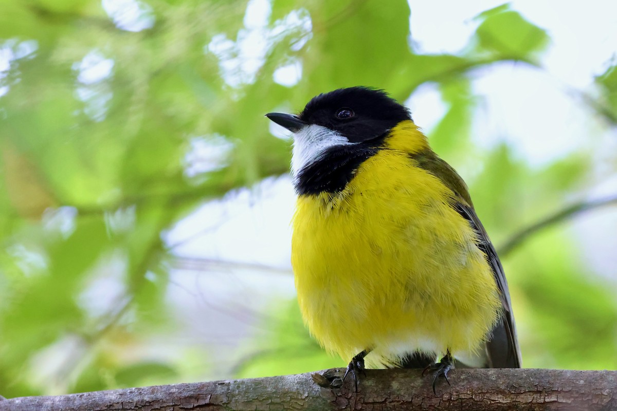 Golden Whistler (Western) - ML643268104