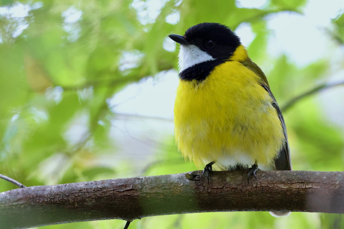 Golden Whistler (Western) - ML643268105