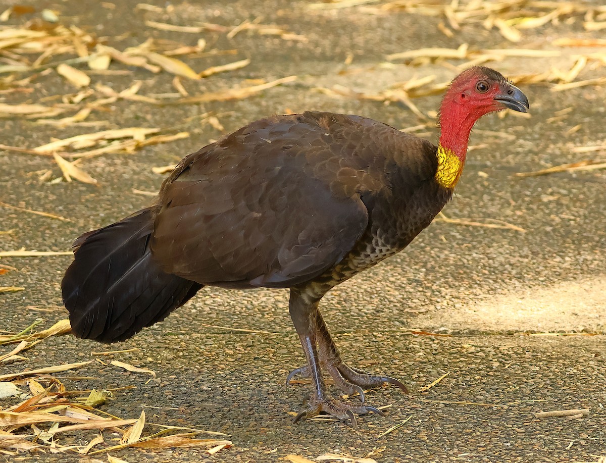 Australian Brushturkey - ML643268114
