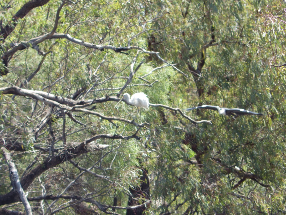 gulnebbskjestork - ML643268182
