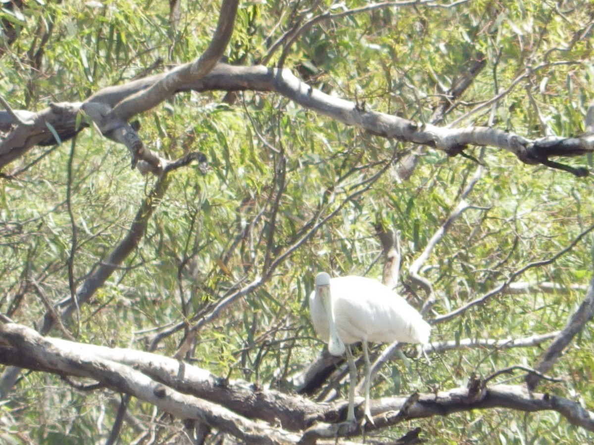 gulnebbskjestork - ML643268183
