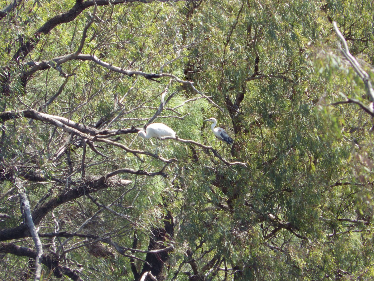 gulnebbskjestork - ML643268184