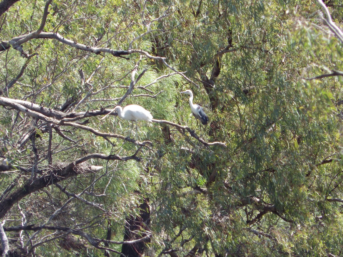 gulnebbskjestork - ML643268185