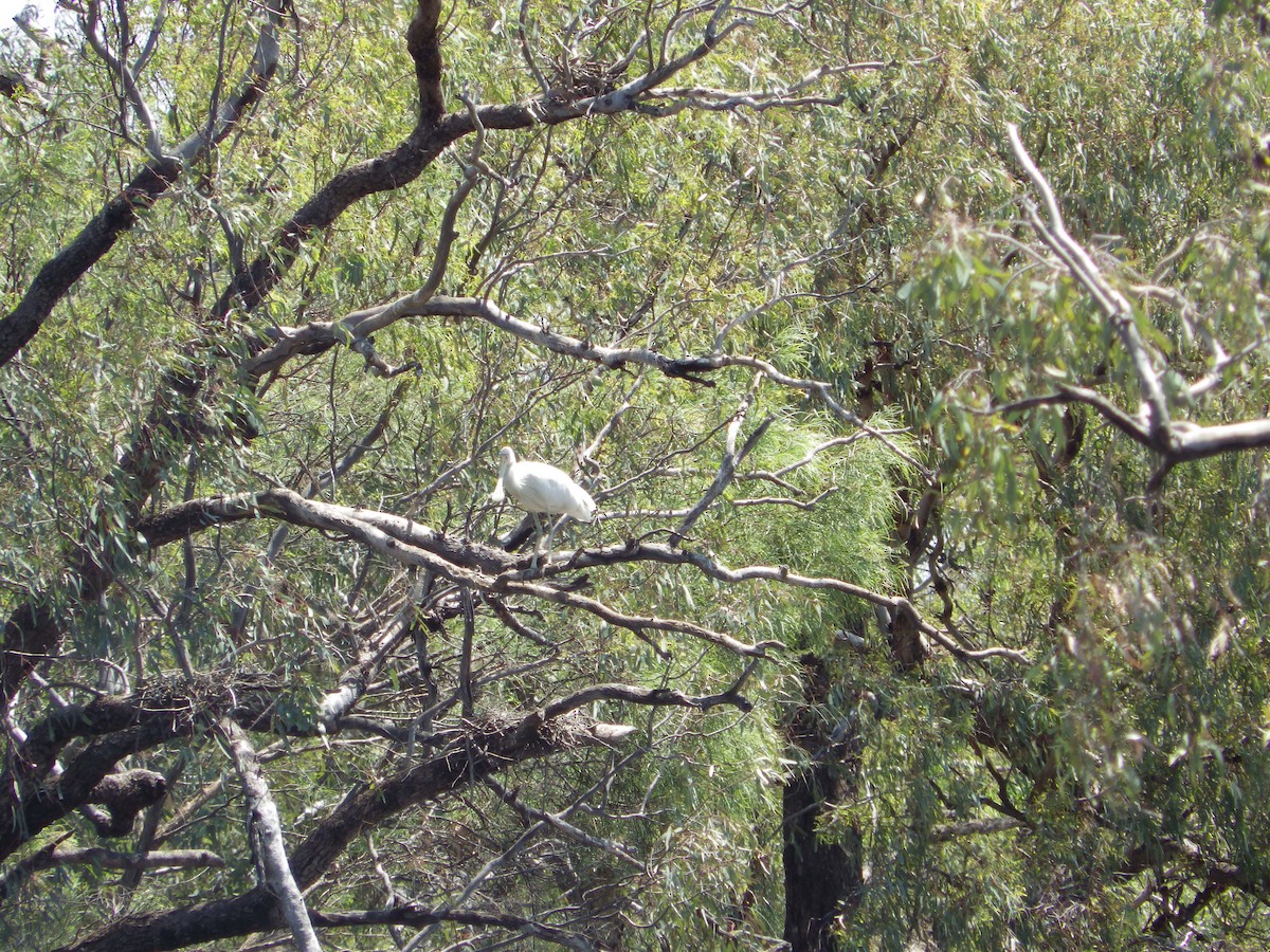 gulnebbskjestork - ML643268186