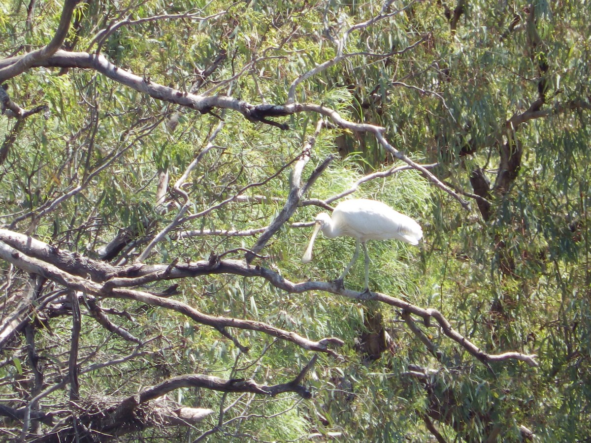 gulnebbskjestork - ML643268187