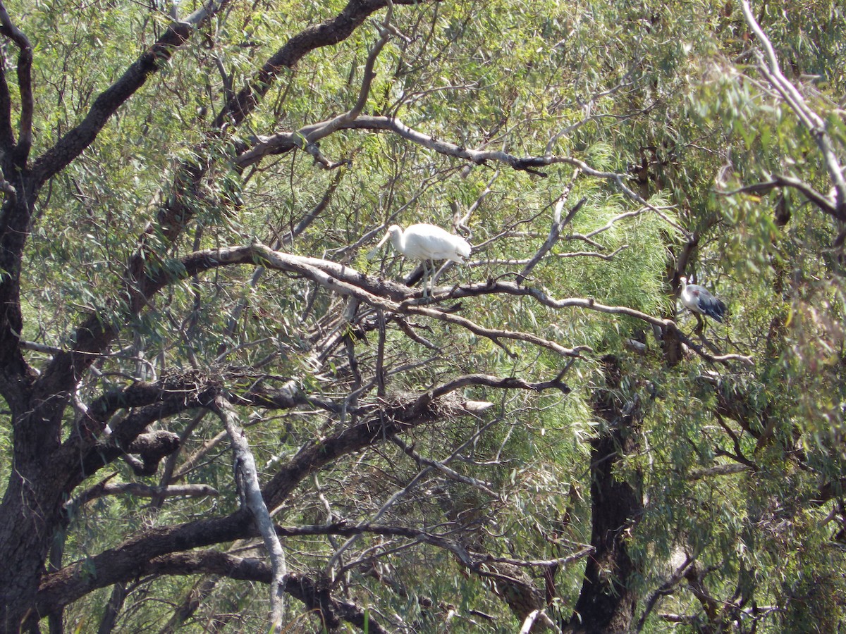 gulnebbskjestork - ML643268188
