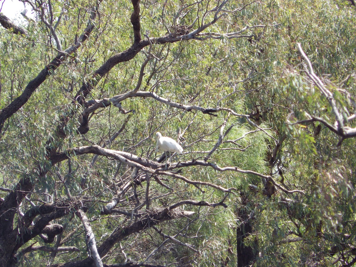 gulnebbskjestork - ML643268189