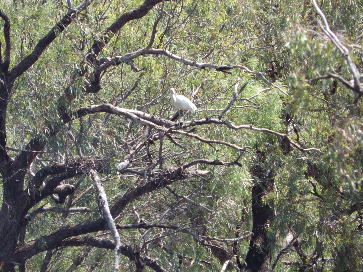 gulnebbskjestork - ML643268190