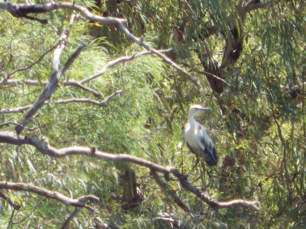 Pacific Heron - ML643268194