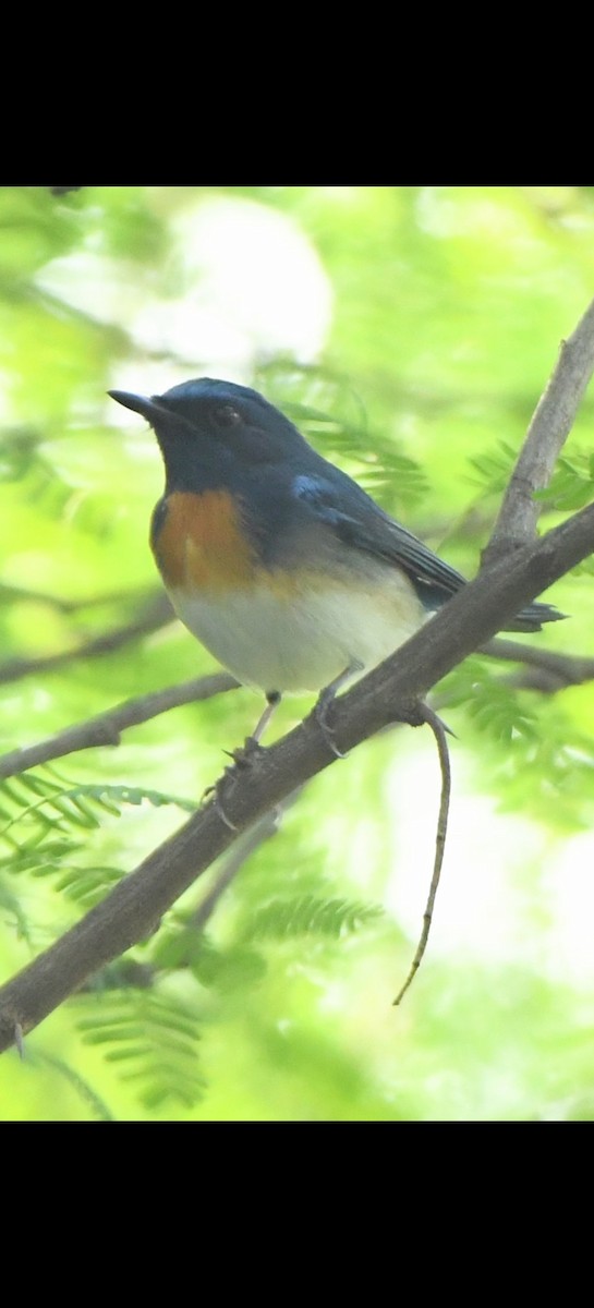 Blue-throated Flycatcher - ML643268204