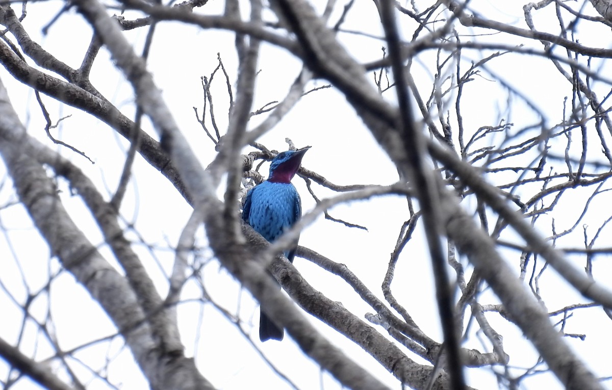Spangled Cotinga - ML643268206