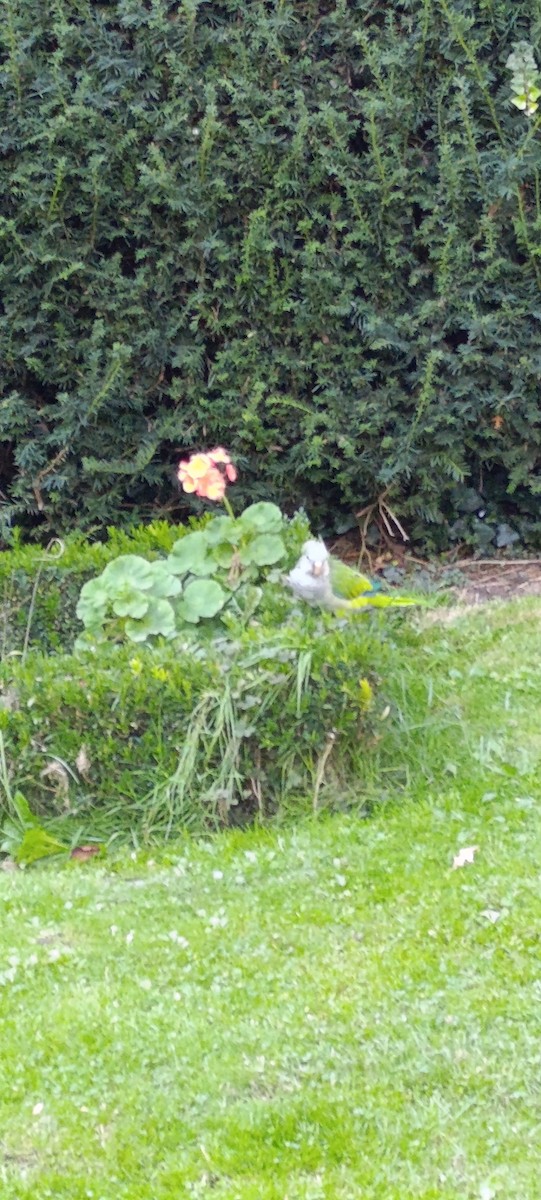 Monk Parakeet - ML643268218