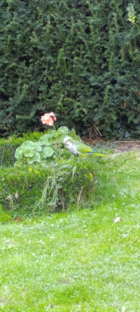Monk Parakeet - ML643268219