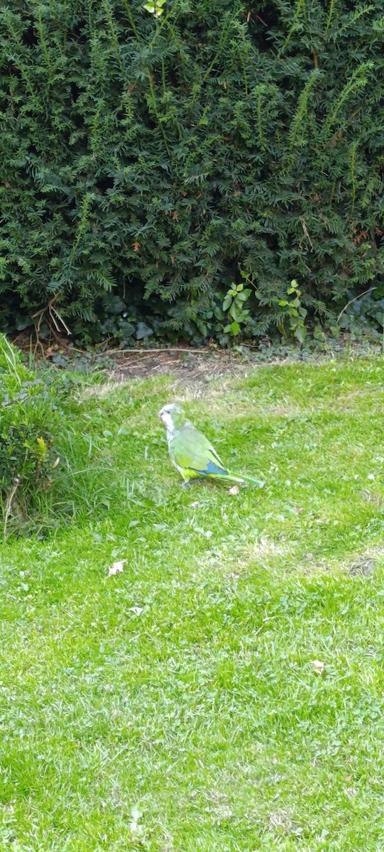 Monk Parakeet - ML643268220