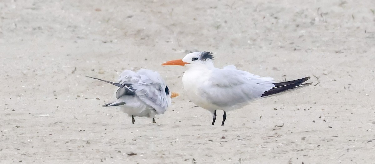 Elegant/Royal Tern - ML643268244