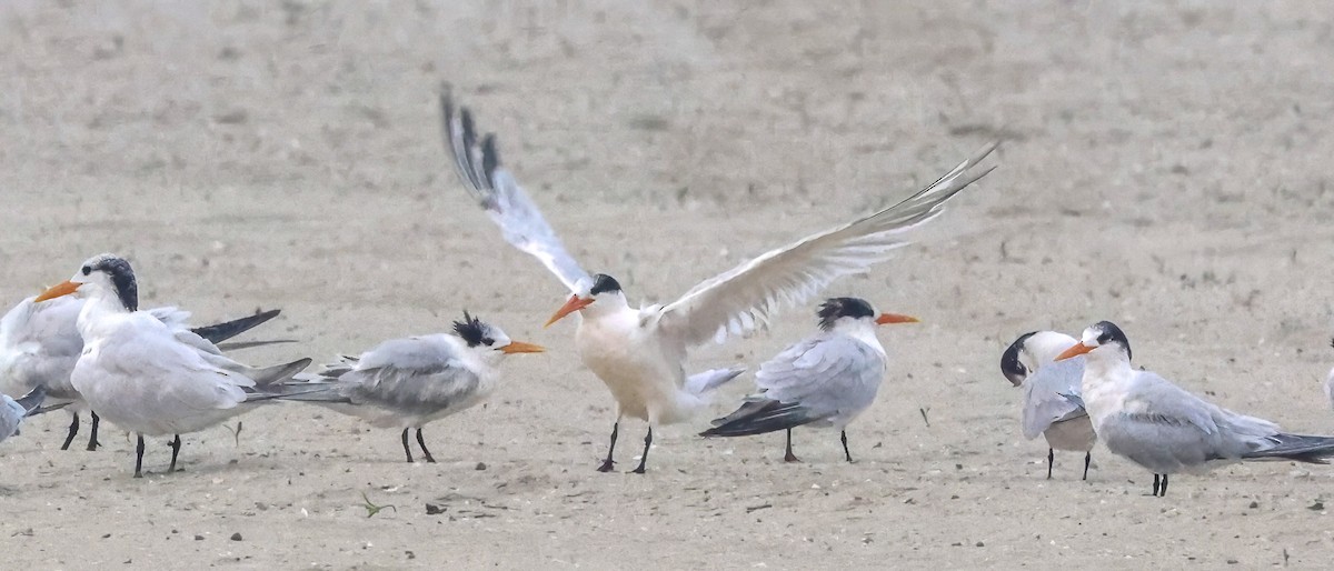 Elegant/Royal Tern - ML643268245