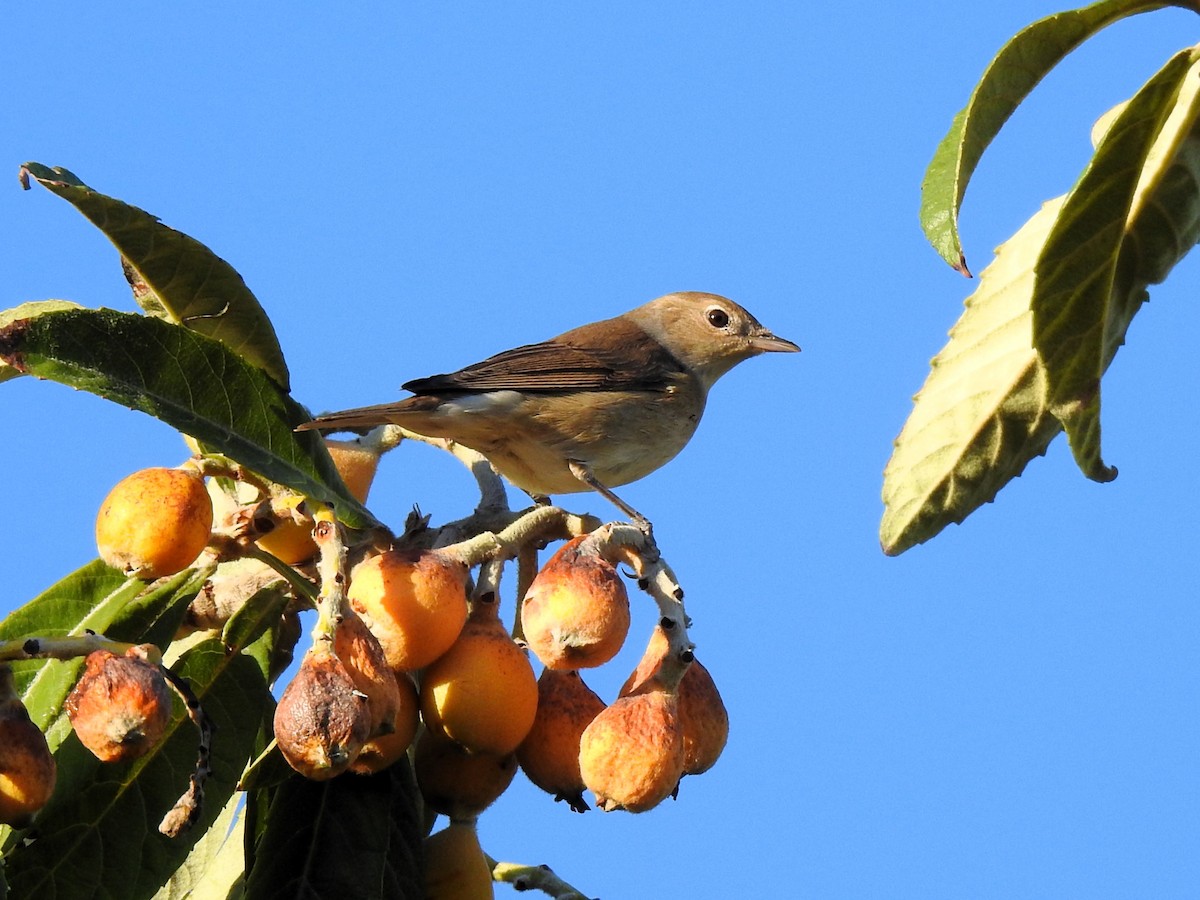 Garden Warbler - ML643268267