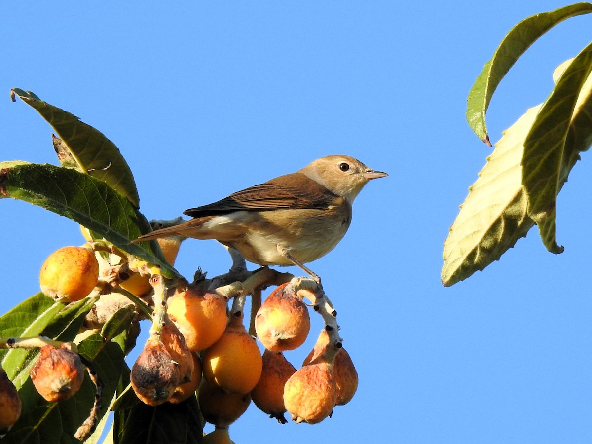 Garden Warbler - ML643268268