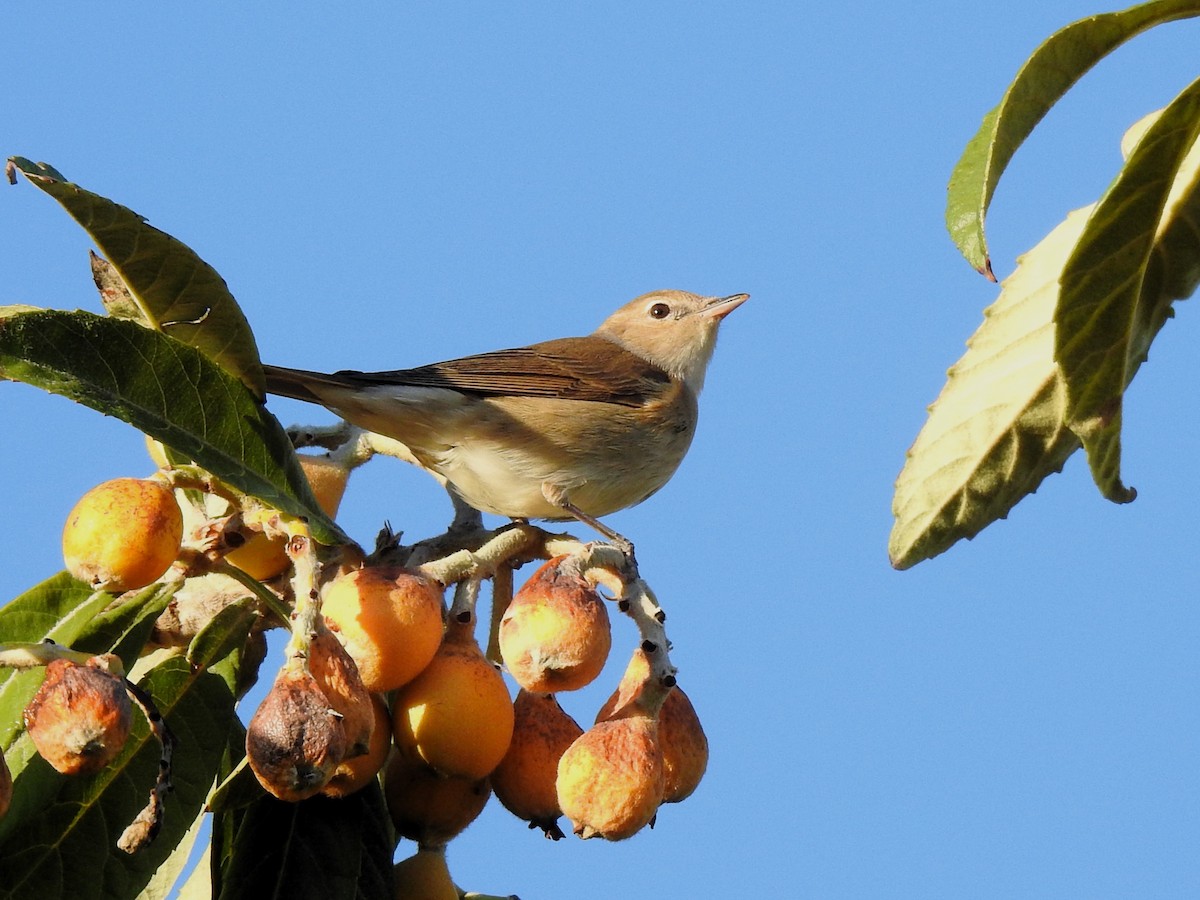 Garden Warbler - ML643268269