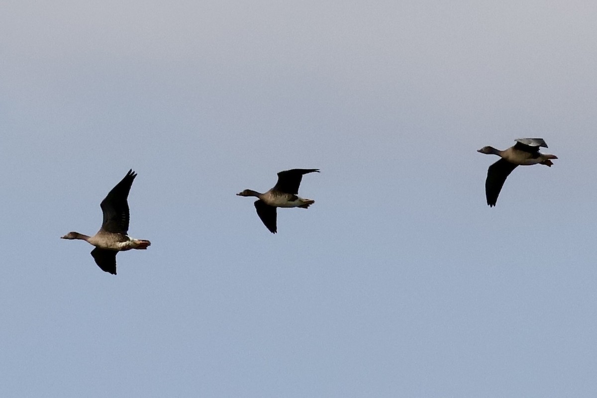Tundra Bean-Goose - ML643268286