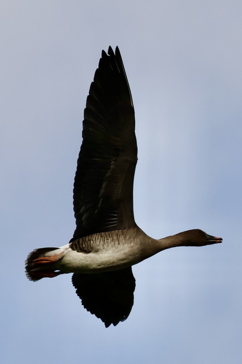 Tundra Bean-Goose - ML643268287