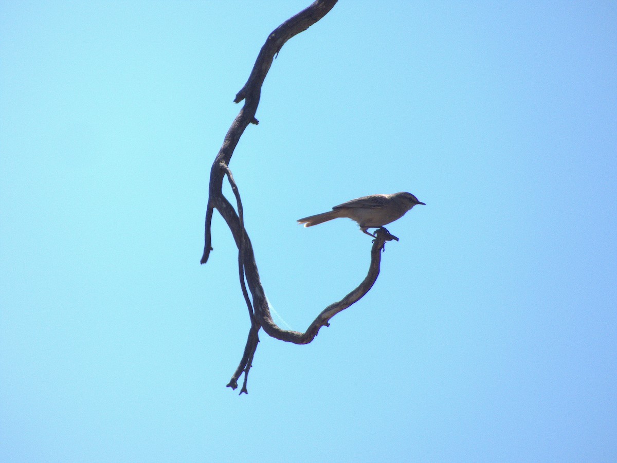 Rufous Songlark - ML643268316