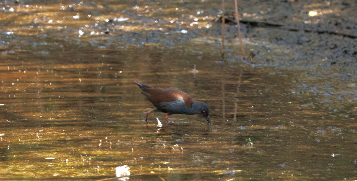 ミナミクロクイナ - ML643268337