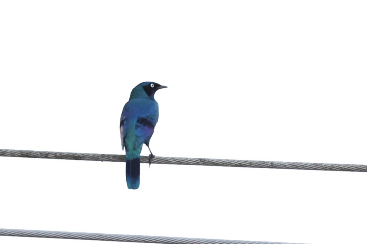Splendid Starling - ML643268347