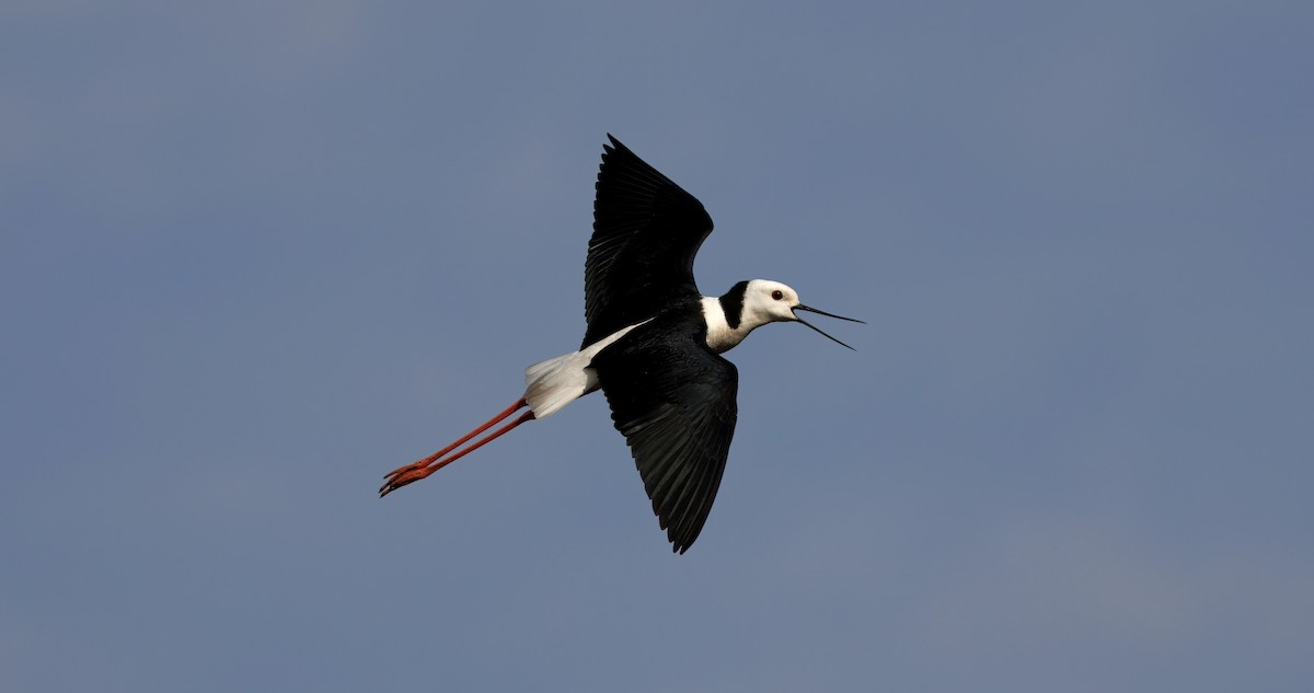 Pied Stilt - ML643268364