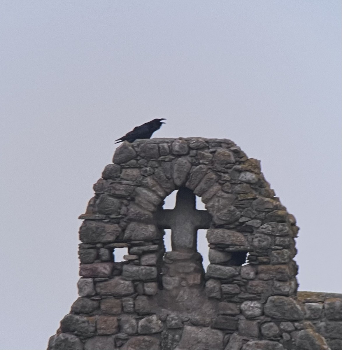 Common Raven - ML643268377