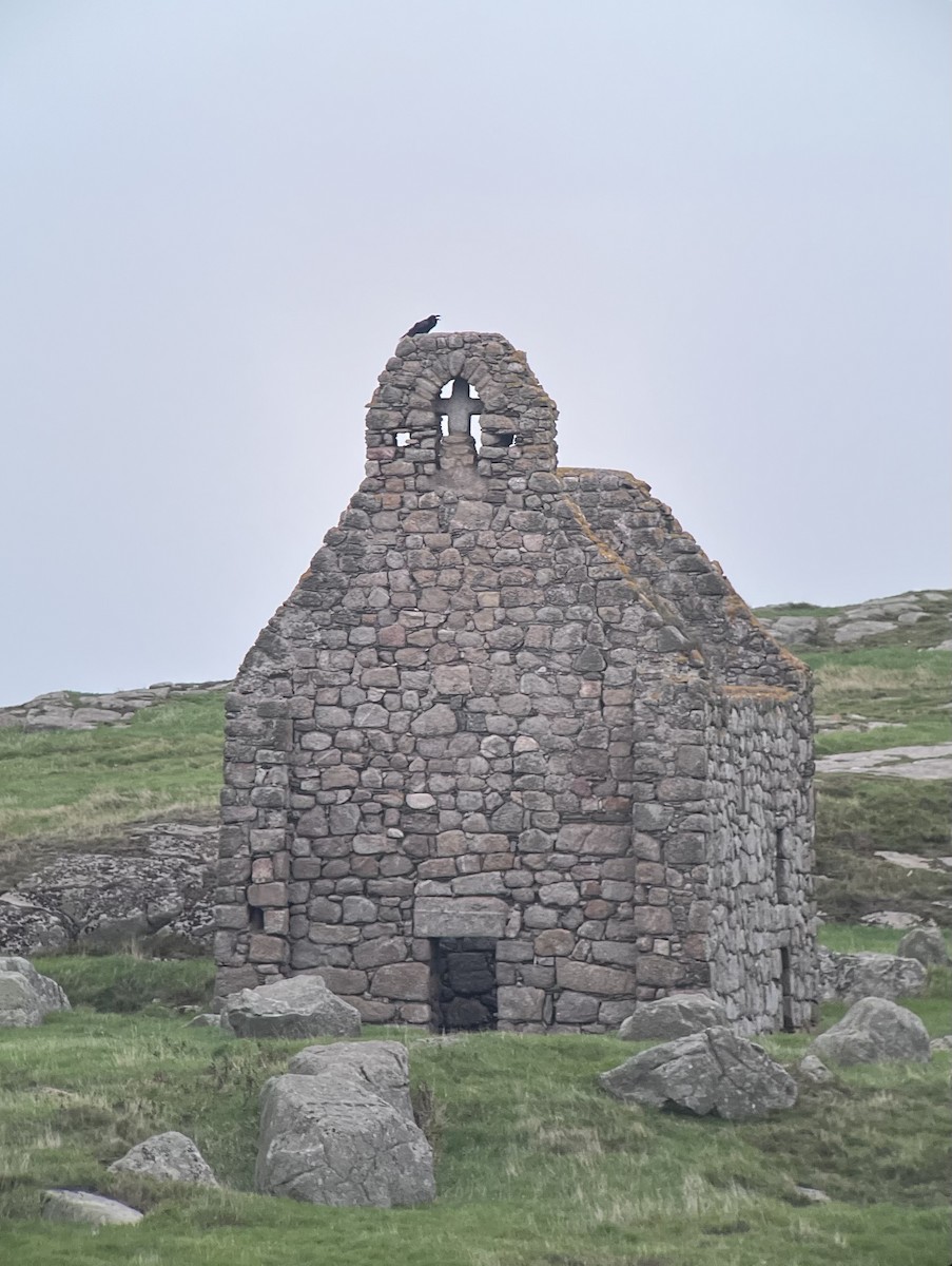 Common Raven - ML643268378