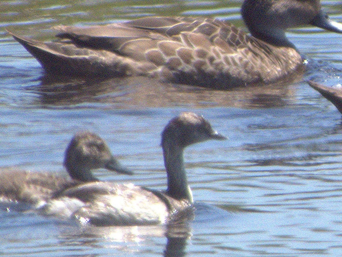 Hoary-headed Grebe - ML643268384