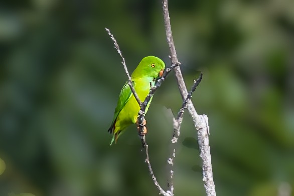 Pygmy Hanging-Parrot - ML643268388