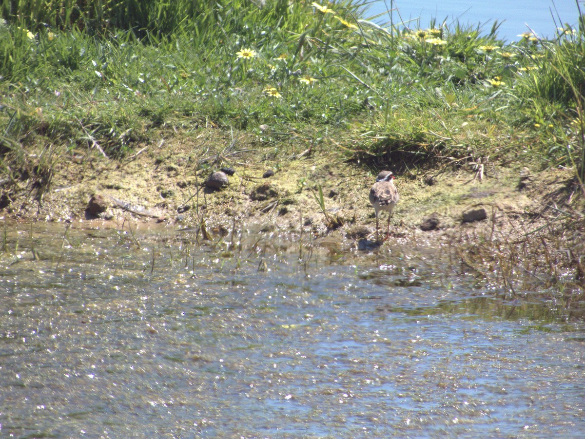 Black-fronted Dotterel - ML643268389