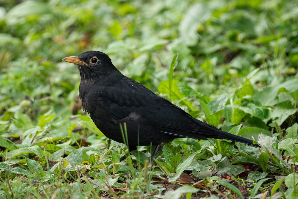 Chinese Blackbird - ML643268390