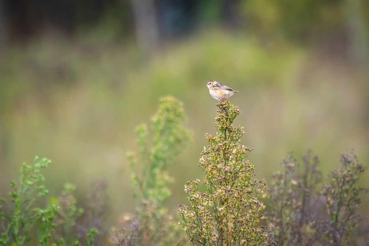 Cisticole gratte-nuage - ML643268432