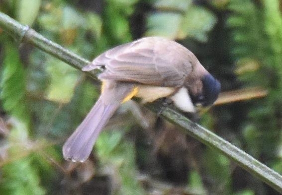 Brown-breasted Bulbul - ML643268442