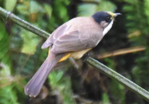 Brown-breasted Bulbul - ML643268450