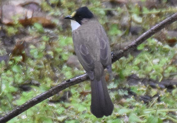 Brown-breasted Bulbul - ML643268452