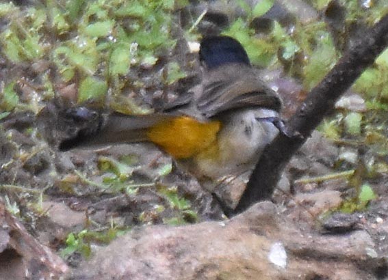 Brown-breasted Bulbul - ML643268453