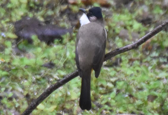 Brown-breasted Bulbul - ML643268459