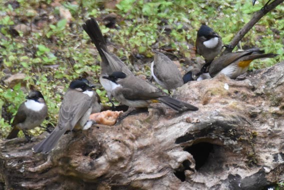 Brown-breasted Bulbul - ML643268464
